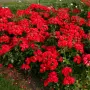 🌹РОЗА 🌹 Black Forest Rose® 🌹, снимка 2