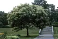 Фиданки от еводия , снимка 6