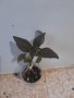 млади растения колерия, снимка 1 - Стайни растения - 44269197
