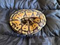 Продавам кралско питонче, питон, ball python, снимка 1 - Змии - 43486246