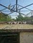 Унгарски гълъби, снимка 3