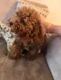 Продавам той пуделче/ toy poodle, снимка 3