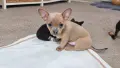 Чихупинчери 2 момченца,1 момиченце, снимка 5