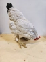 Деко фигура кокошка, снимка 3