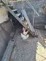 животни птици петли, снимка 1