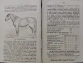 Коневъдство Павелъ Кулешовъ /1892/, снимка 6