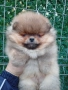 Померан , снимка 2