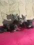 Френски булдог от топ родители , снимка 2