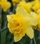 Луковици НАРЦИС, снимка 14