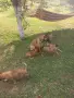 Белгийска овчарка, снимка 5