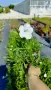 Продава се Руелия, Мексиканска петуния, Ruellia,  Mexican Petunia!!, снимка 7