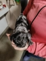 френски булдочета, снимка 9