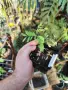 Цезалпиния пулхерима – Caesalpinia pulcherrima, снимка 6