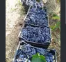 Продавам грозде, снимка 2