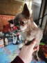 Продавам чихуахуа, снимка 1