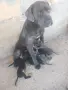 Кане корсо чистокръвни , снимка 8