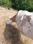 Млада Крава за клане, снимка 3