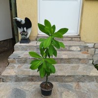 Каучуково дърво /Бразилска хевея/