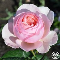 Роза 58, снимка 3 - Градински цветя и растения - 41902752