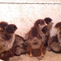 Сребърни и червени катунски пилета, снимка 3 - Кокошки и пуйки - 41455038