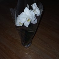 орхидея фаленопсис, снимка 1 - Стайни растения - 44436067