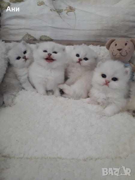 Котенца Мечта.Британски сребърни, снимка 1