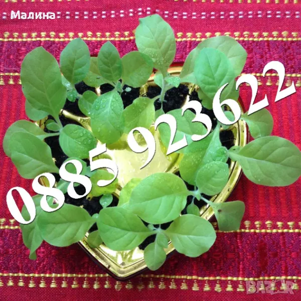 Разсад Тютюн или Физалис - Биологично и Екологично Отглеждани, снимка 1