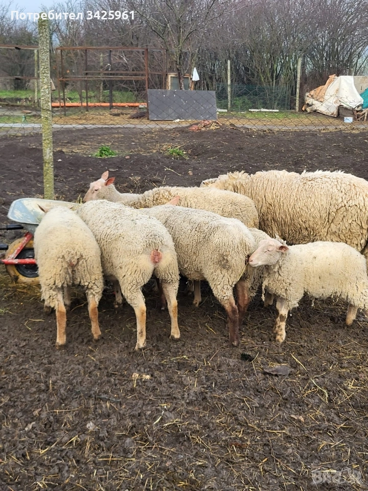 продавам шилета,овце, снимка 1