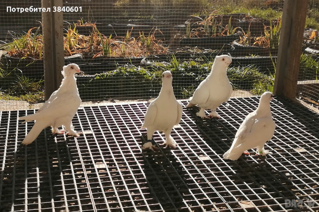 2 сатинета, снимка 1