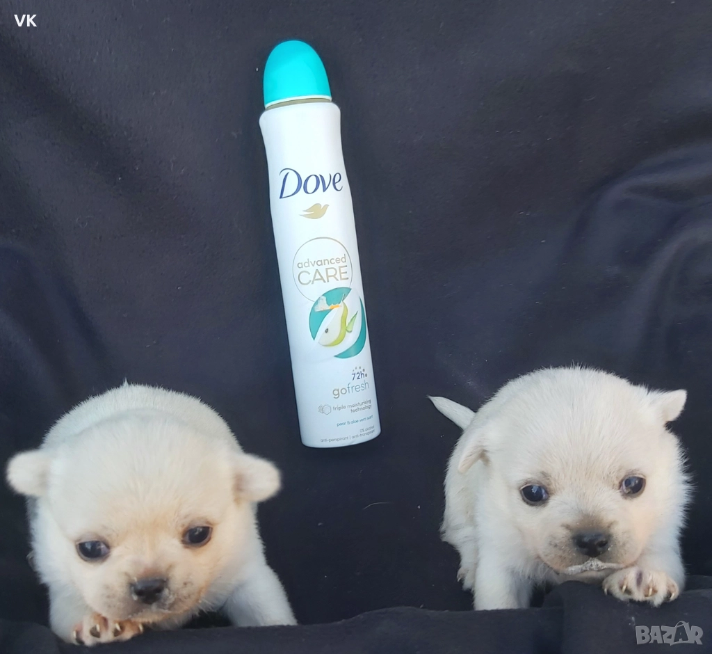 Продавам две бели чихуата, снимка 1