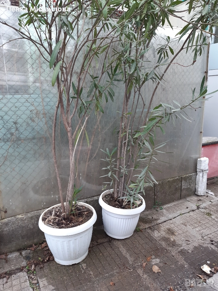 продавам олеандър 2 броя 250см, снимка 1