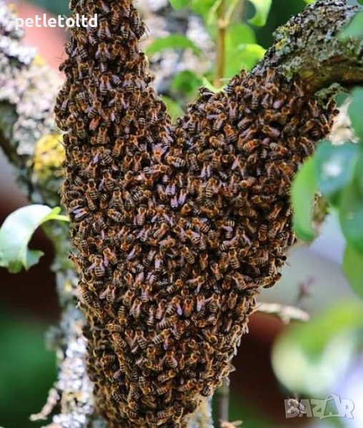 ПРО РОЙ Примамка за рояци ПРОМО ПАКЕТИ ЗА КОЛИЧЕСТВА, снимка 1