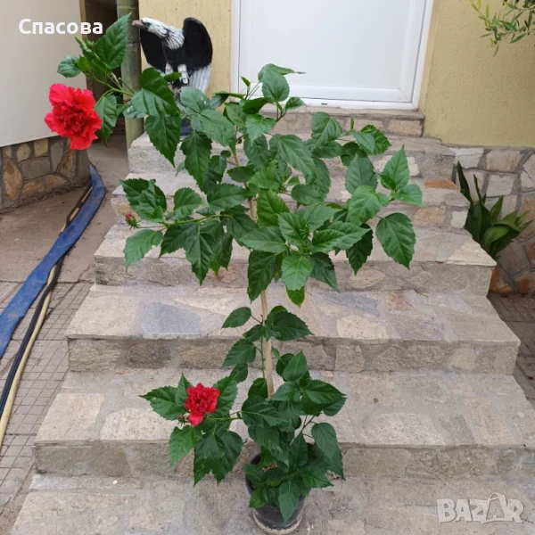 Китайска роза - червена с кичест цвят, снимка 1