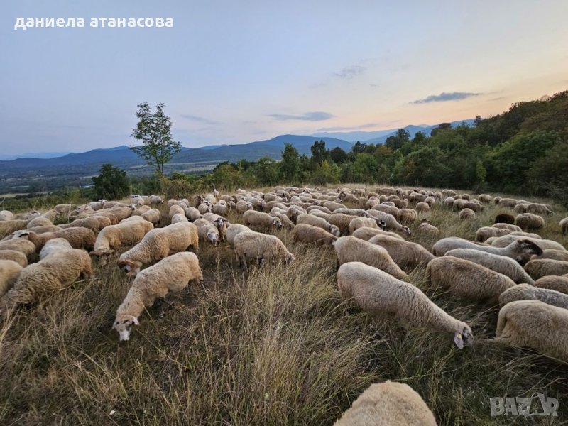 Реплянски овце по селекция, снимка 1