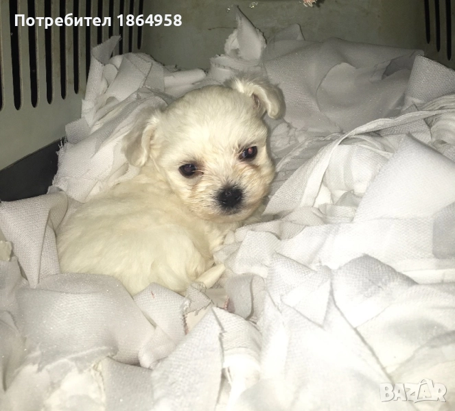 СУПЕР МИНИ МАЛТИЙСКА БОЛОНКА Доставка , снимка 1