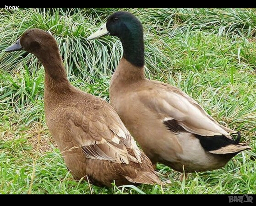 Продавам патици за яйца Каки Кемпбъл, снимка 1