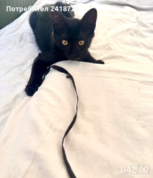 Подарявам коте/ котенце, снимка 1