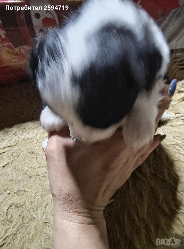 продавам кученца немски шпиц , снимка 1