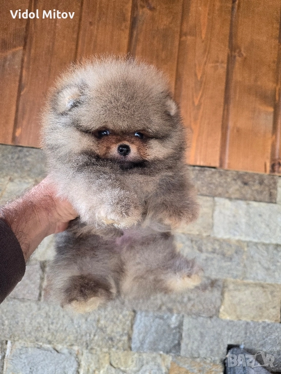 Мини Померан момче , снимка 1