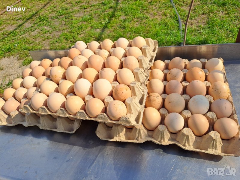 Яйца от домашни кокошки , снимка 1