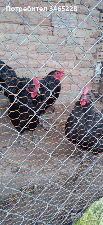 Две кокошки и петел, снимка 1