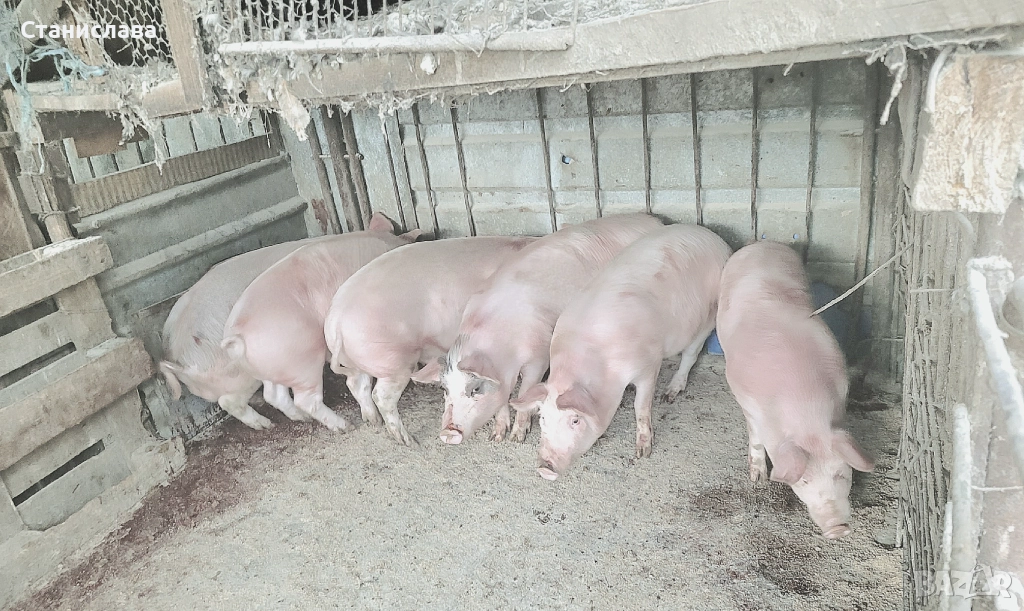 Продават се ПРАСЕТА-с.Крушаре, снимка 1