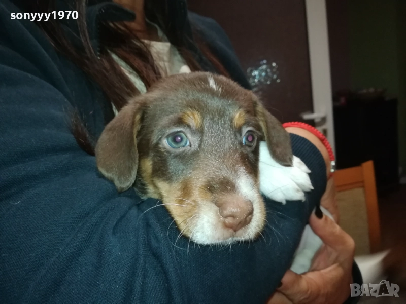 ДЖАК РЪСЕЛ ТЕРИЕР-ДЖАКЧЕ-МЪЖКО КУТРЕ 2509252122, снимка 1