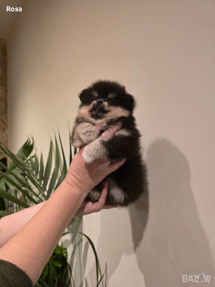 Продавам померани , снимка 1