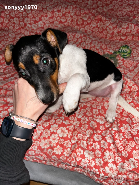 ДЖАК РЪСЕЛ ЗА КОЛЕДА-250ЛВ КУКЛА/МОМИЧЕ 1811251037, снимка 1