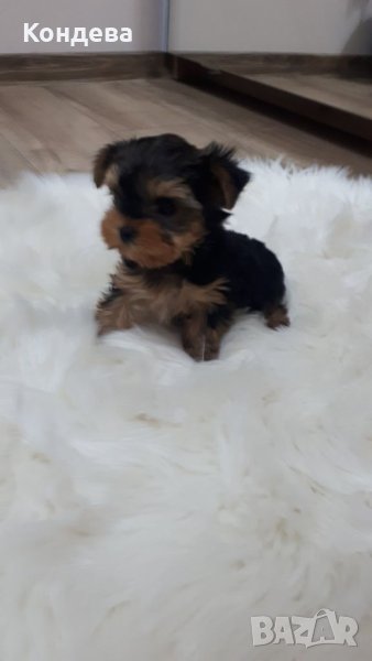 йорки/Йоркширски териери , снимка 1