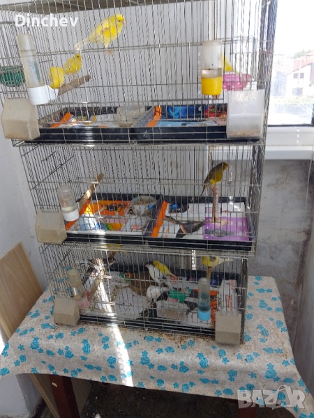 Млади канарчета 50лв, снимка 1