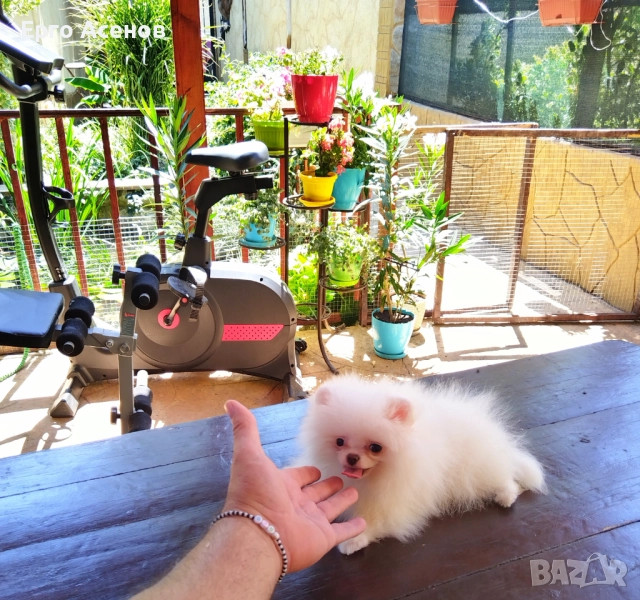 ЧИСТОКРЪВНИ МИНИ ПОМЕРАНИ ОТ КОРЕЯ, снимка 1