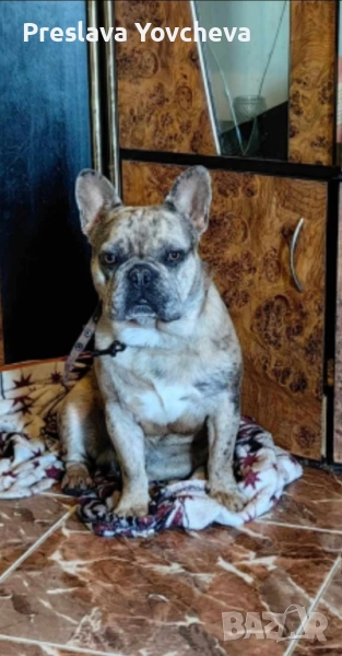 здрав, класив и дрожелюбен мъжки френски булдог търси дама! , снимка 1