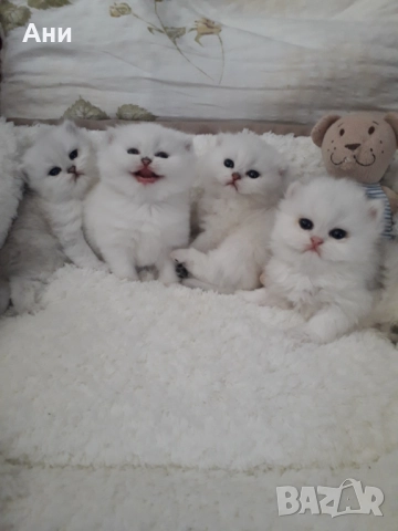 Котенца Мечта.Британски сребърни